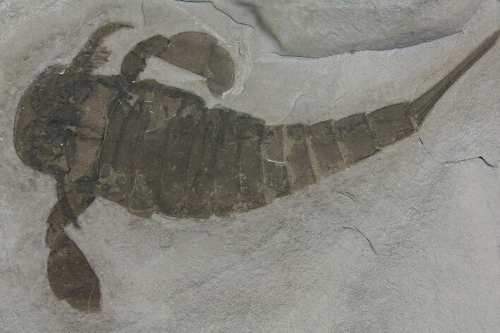 Eurypterus (Sea Scorpion) Fossil - New York #173013